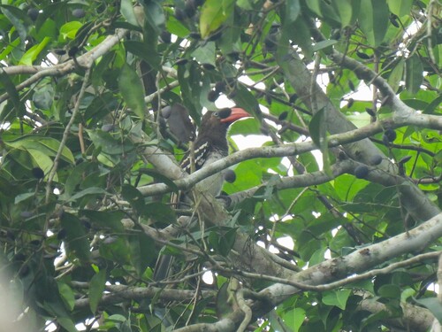 Red-billed Dwarf Hornbill (Lophoceros camurus), photo 3