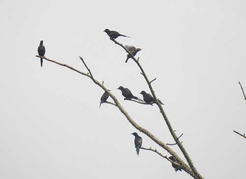 Narrow-tailed Starling (Poeoptera lugubris), photo 3