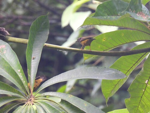 Tit Hylia (Pholidornis rushiae), photo 4