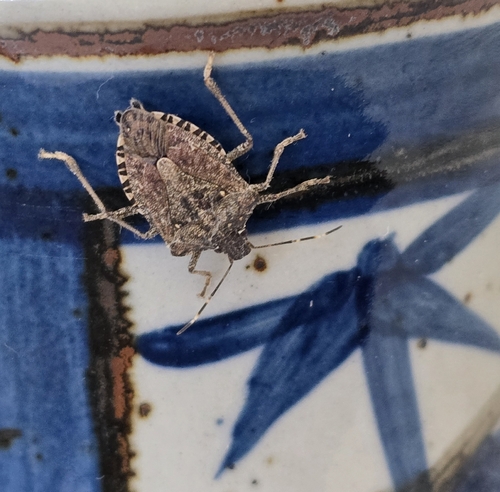 Brown Marmorated Stink Bug