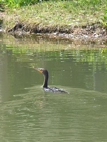 Double-crested Cormorant