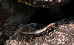 Trachylepis gravenhorstii