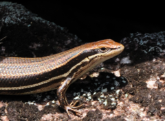 Trachylepis gravenhorstii