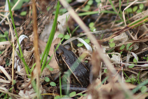 Southern Leopard Frog observed by ozarksmeg
