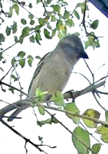 House Sparrow photographed in Oklahoma