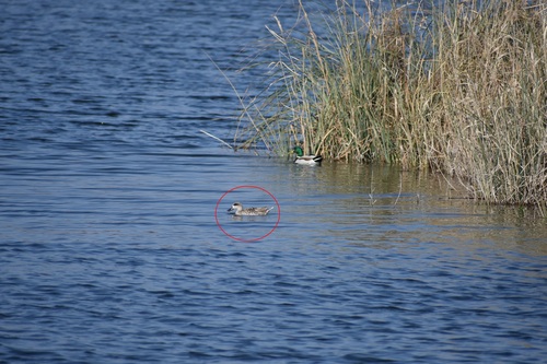 Marbled Duck (Marmaronetta angustirostris), photo 4