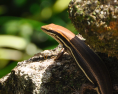 Trachylepis gravenhorstii