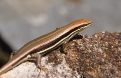 Trachylepis gravenhorstii