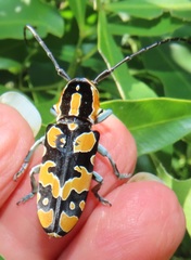 Tragocephala variegata