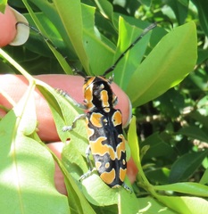Tragocephala variegata