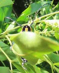 Tragocephala variegata