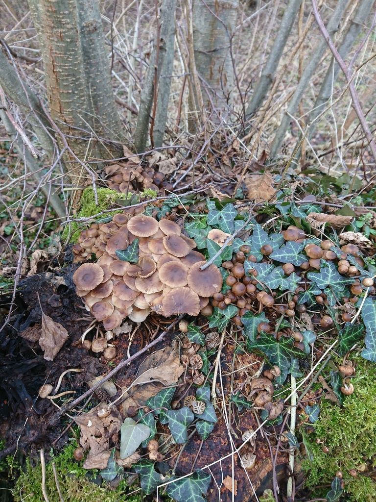 Mycena tintinnabulum · March 2026 · photo: © jadekf (iNaturalist, cc0)