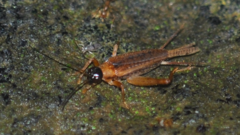 Orthoxiphus