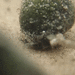ilyanassa obsoleta