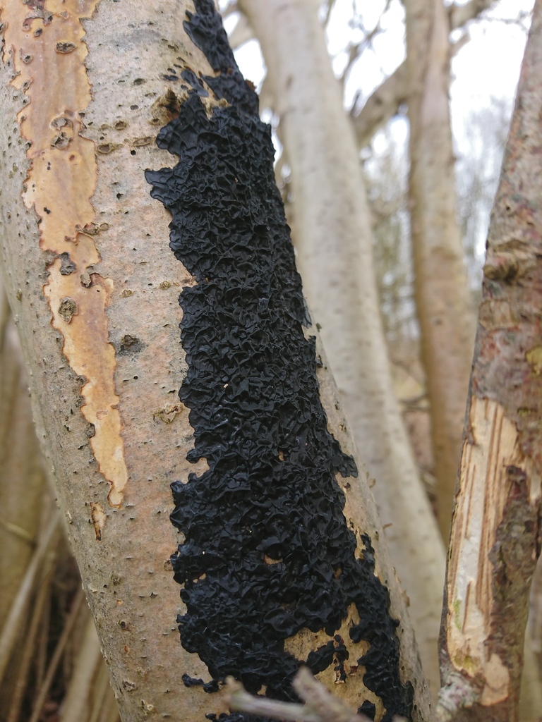 Exidia nigricans · March 2026 · photo: © jadekf (iNaturalist, cc0)