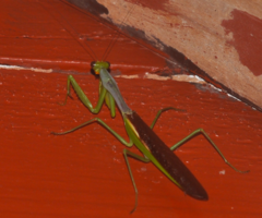 Tarachomantis