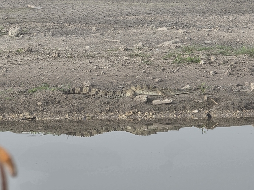 American Crocodile observed by nathan49289