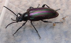 Praeugenini