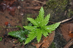 Image of Selaginella lyallii