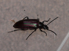 Praeugenini