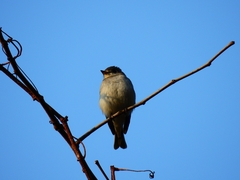 Muscicapa dauurica