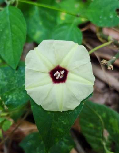 Gold Dwarf Morning Glory (Hewittia malabarica)