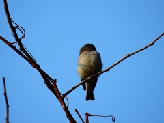Muscicapa dauurica