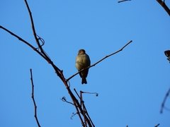 Muscicapa dauurica