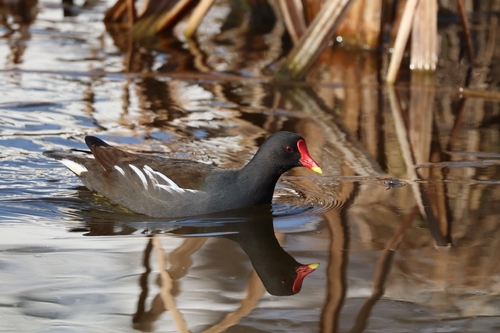 Foto de Common Moorhen