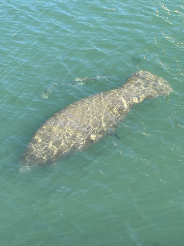 Florida Manatee observed by glindsey20