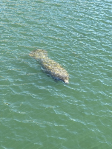 West Indian Manatee observed by glindsey20