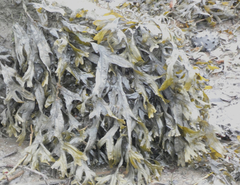 Fucus ceranoides