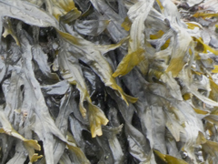 Fucus ceranoides