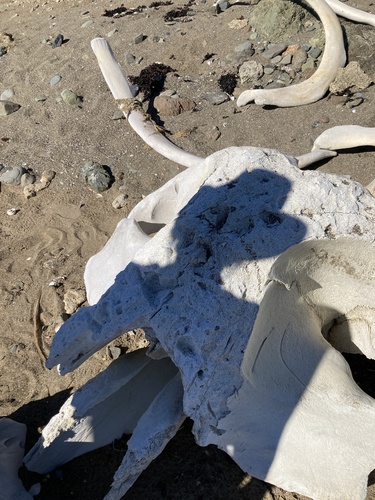 Gray whale