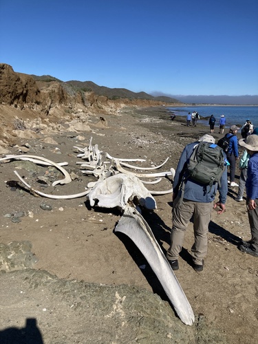 Gray whale