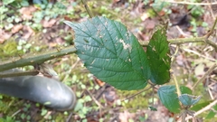 Rubus dasyphyllus