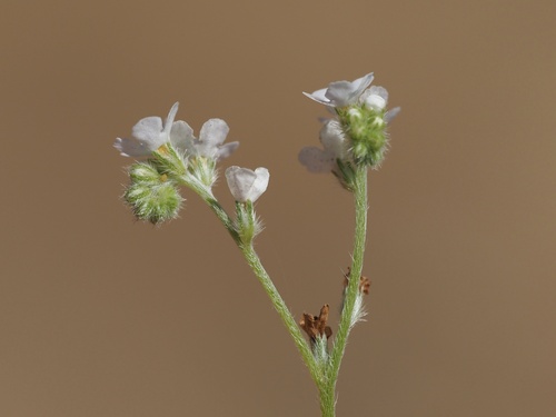 Santa Catalina Island Cryptantha (Cryptantha catalinensis)