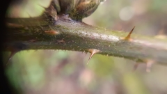 Rubus dasyphyllus