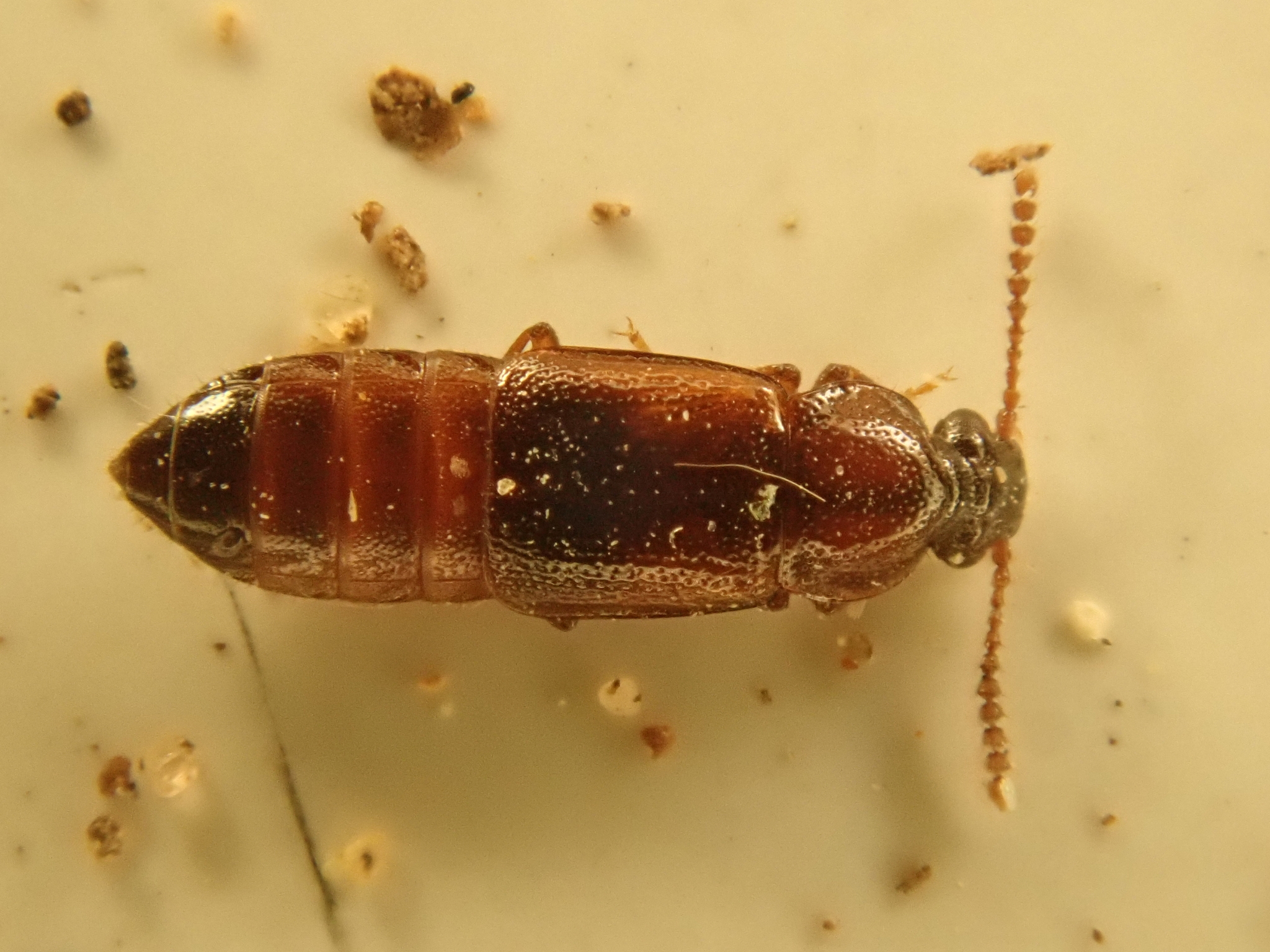 Dropephylla ioptera