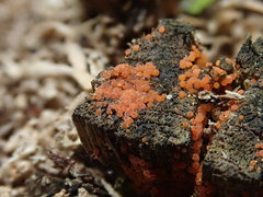 Hydropisphaera