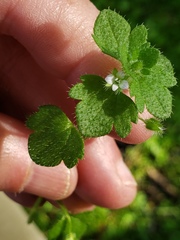 Veronica hederifolia