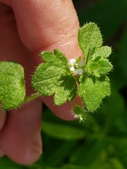Veronica hederifolia