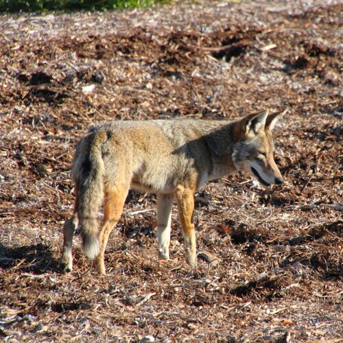 iNaturalist observation photo of Coyote