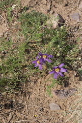 Pulsatilla tenuiloba