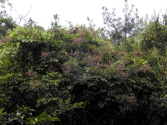 Wisteriopsis reticulata, photograph Jacy Chen, CC BY, iNaturalist via GBIF