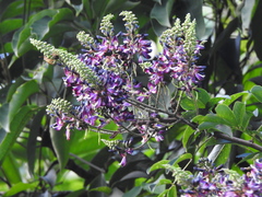 Wisteriopsis reticulata, photograph Jacy Chen, CC BY, iNaturalist via GBIF