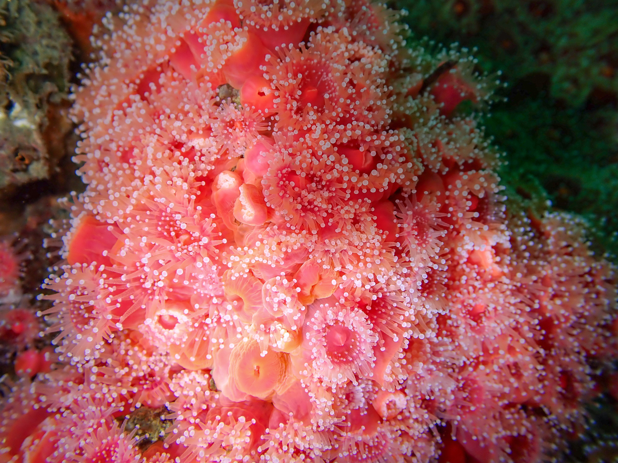 Corynactis californica Carlgren, 1936