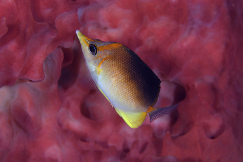 Butterbun (Prognathodes aculeatus) — Chaetodontidae — 5