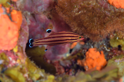 Peppermint Bass (Liopropoma rubre) — Serranidae