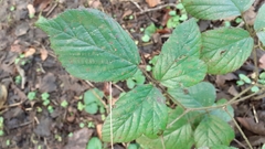 Rubus dasyphyllus